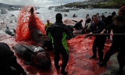 Danimarka'ya bağlı Faroe Adaları'nda yunusları "öğüten" geleneksel av yasaklanacak mı?