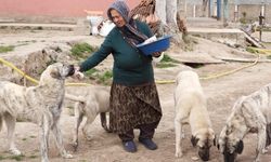75 yaşındaki gurbetçi kadın sahipsiz köpeklere bahçesini açtı