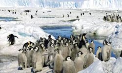Araştırma: Antarktika'da buz sahanlığı daha hızlı eriyor olabilir