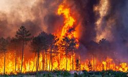 Fransa'nın Gard bölgesindeki yangında 370 hektar alan zarar gördü