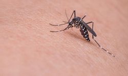 İtalya'da Batı Nil Virüsü vakaları son bir haftada yüzde 53 arttı