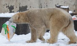 Kamp alanına kutup ayısı saldırısı