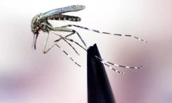 Sivrisinekler neden bazılarını daha çok ısırıyor?