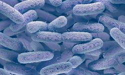 Norveç'te 3 kişinin ölümüne neden olan bakteri salgını endişelendiriyor