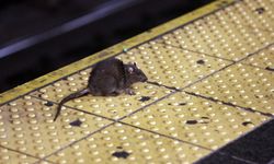 Belediye 170 bin dolar maaşla fare avcısı arıyor
