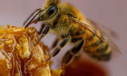 Dünyanın ilk bal arısı aşısına şartlı onay