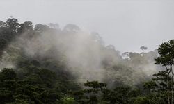 Küresel ısınma nedeniyle "orman yangını sezonu" daha erken başlıyor ve uzun sürüyor