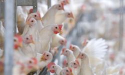 İsveç'te yeni kuş gribi vakaları: 40 bin tavuk itlaf edilecek