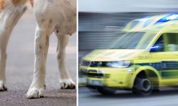 İsveç'te son günlerde köpek saldırıları arttı