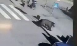 Beş kişiye saldıran ayı vurularak öldürüldü
