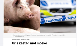 İsveç'te bir caminin bahçesine domuz leşi bırakıldı
