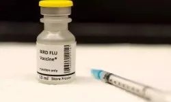 Finlandiya'da insanlara kuş gribi aşısı yapılacak