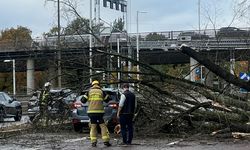 Stockholm'de devrilen ağaç araçların üzerine düştü