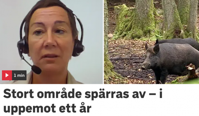 İsveç'te ilk kez domuz gribi tespit edildi