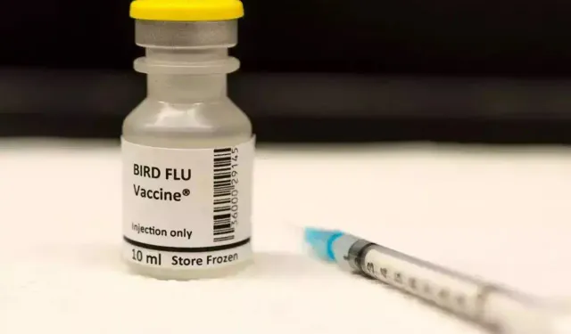 Finlandiya'da insanlara kuş gribi aşısı yapılacak