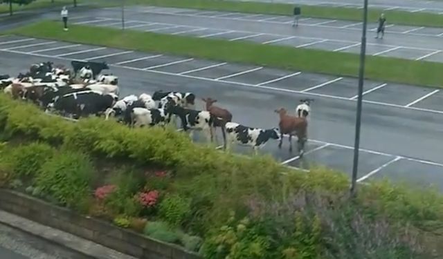 İsveç'te firar eden inekler görenleri şaşırttı