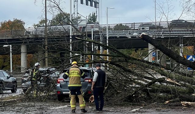 Stockholm'de devrilen ağaç araçların üzerine düştü