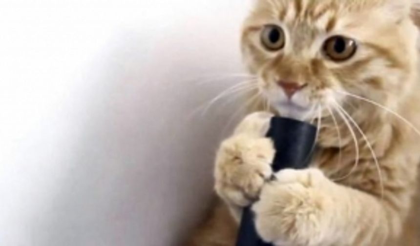 İlk Kez Elektrik Süpürgesiyle Tanışan Kedinin Verdiği Tepki İzleyenleri Güldürdü