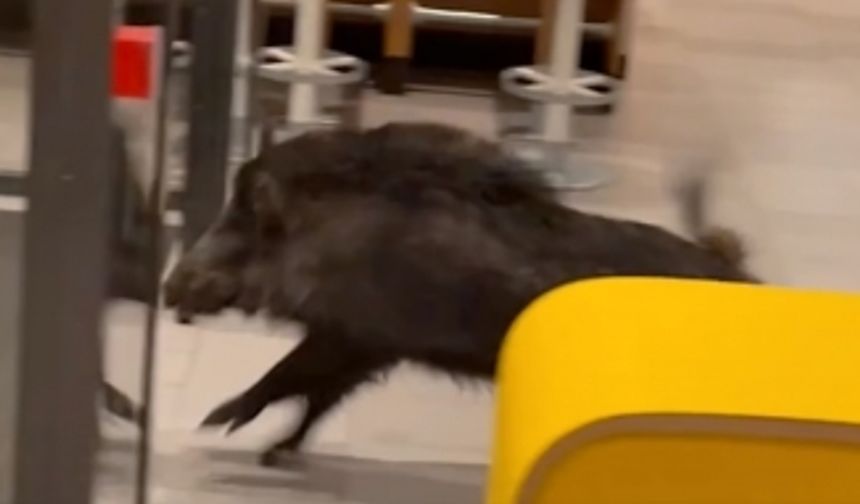 İsveç'te yaban domuzu McDonalds'a  böyle daldı